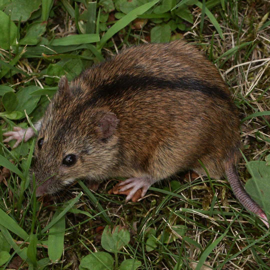 Immagine della locandina "Esploratori di natura"