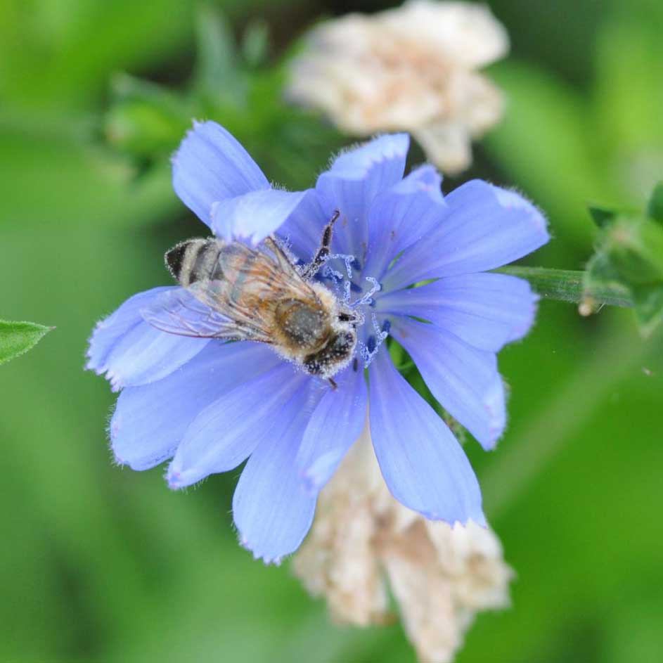 Immagine del volantino "Gli impollinatori"