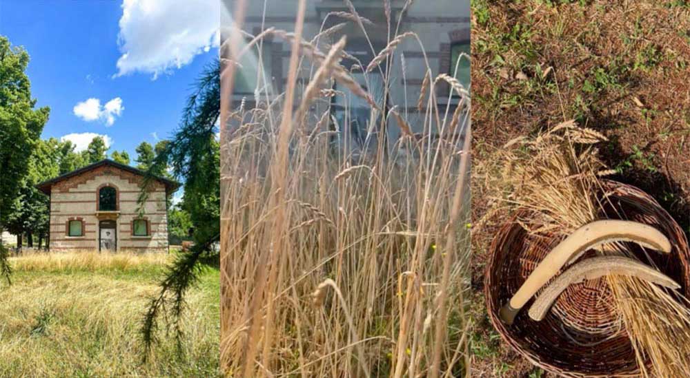 Particolare della locandina del Laboratorio di mietitura del grano