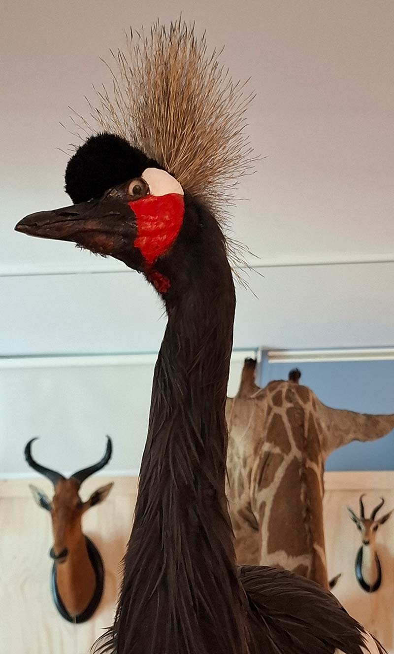 Foto dell'allestimento della mostra TROFEI D'OLTREMARE