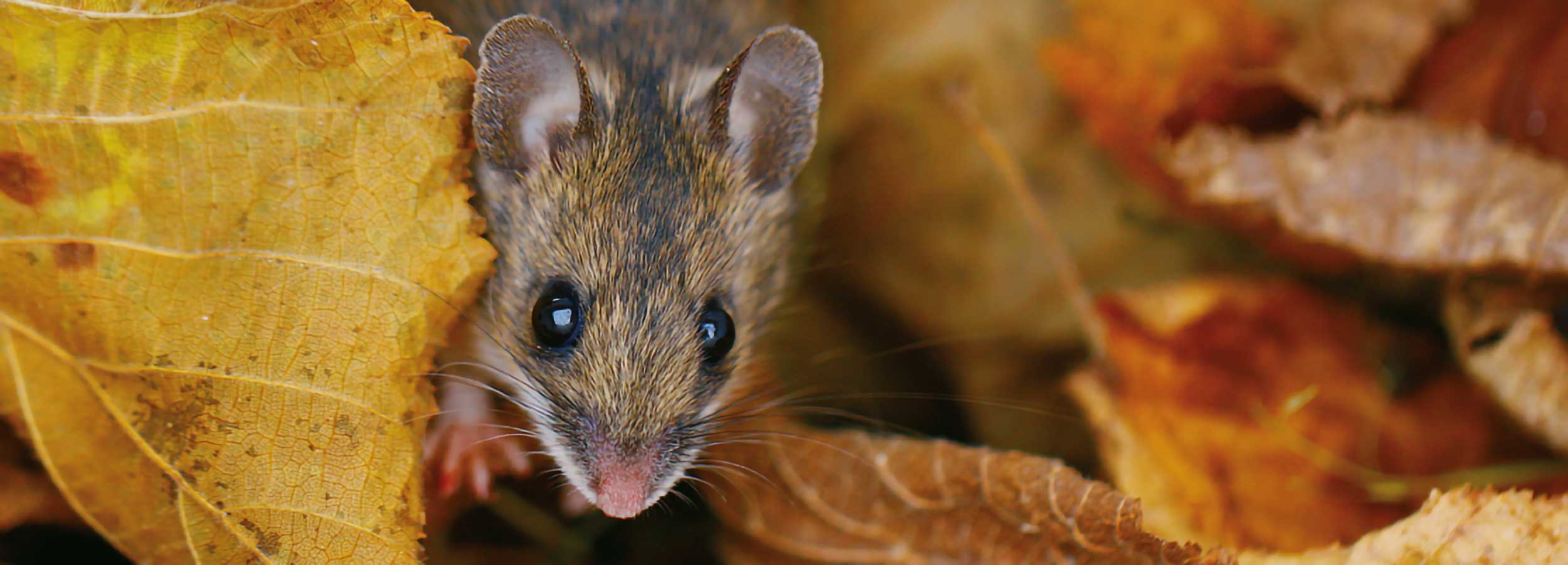 Topo selvatico in mezzo a foglie autunnali. Foto di L. Dorigo