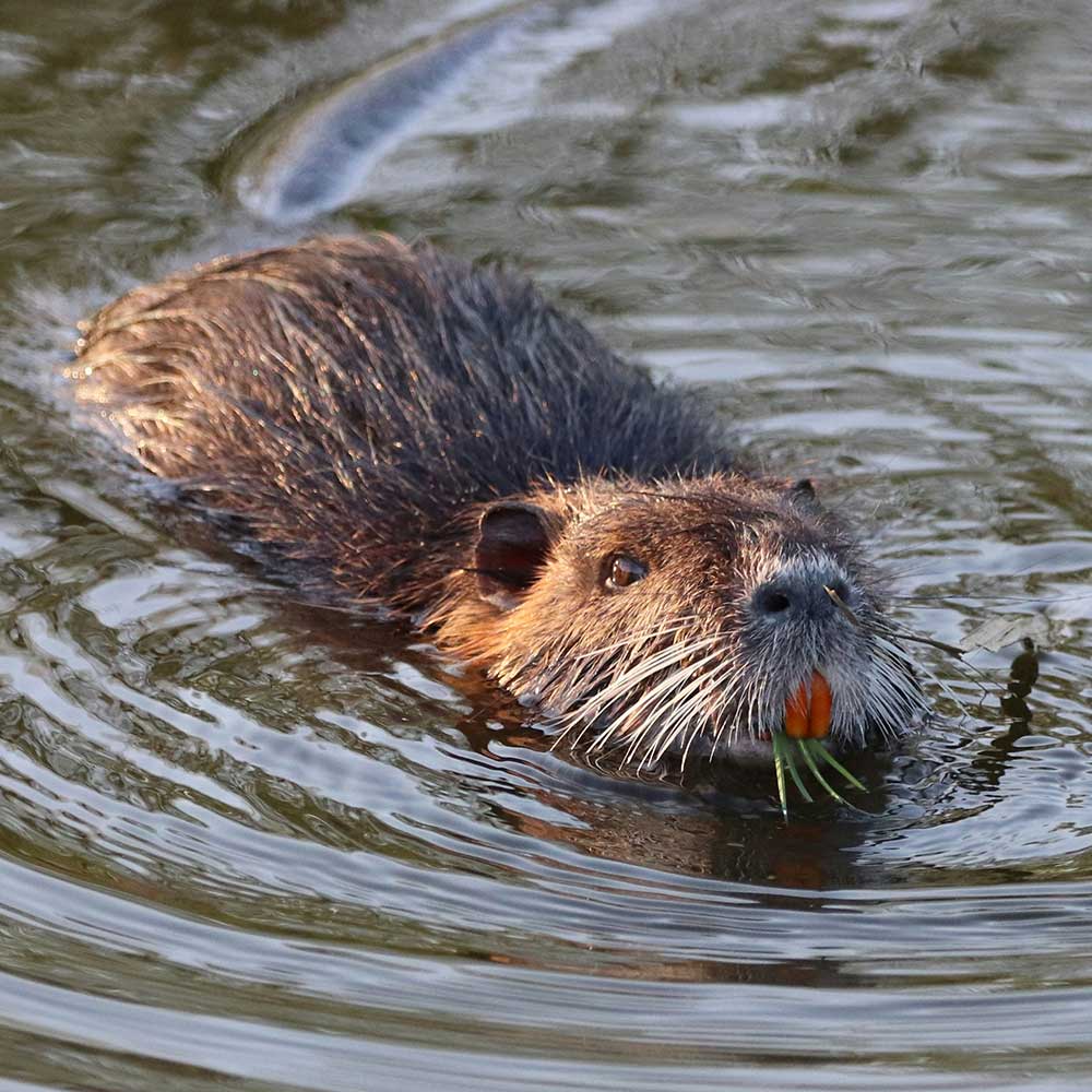 Nutria. Foto di Šárka Krňávková