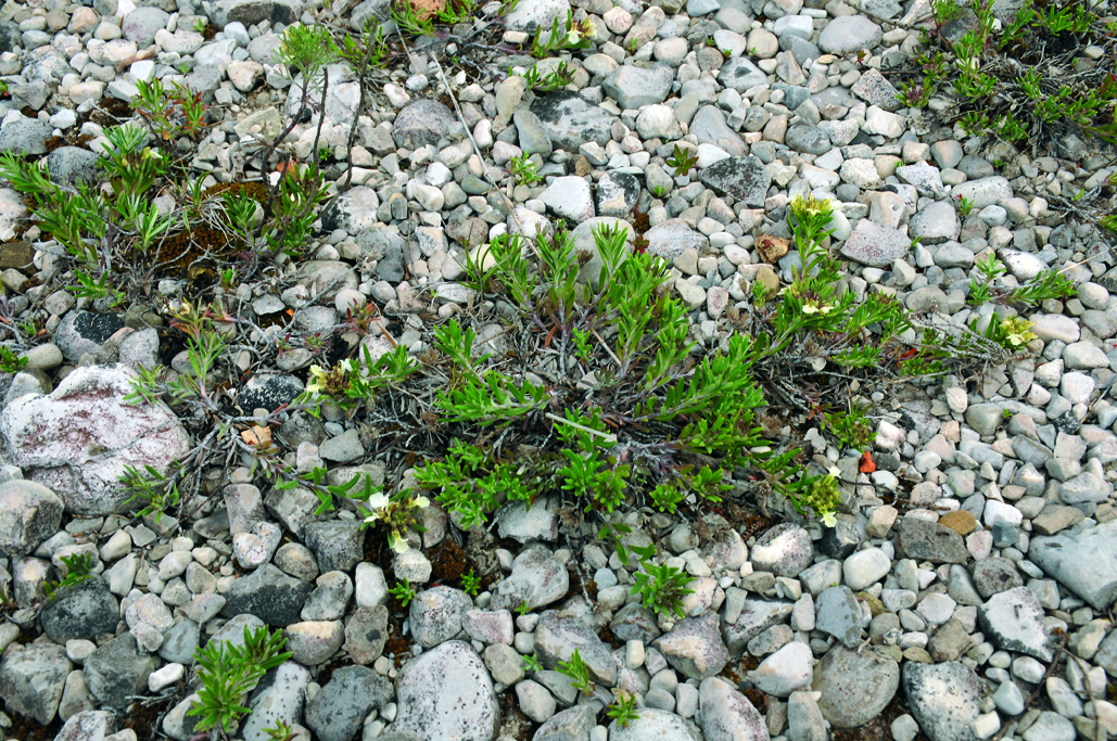 Aspetto di un magredo primitivo in natura