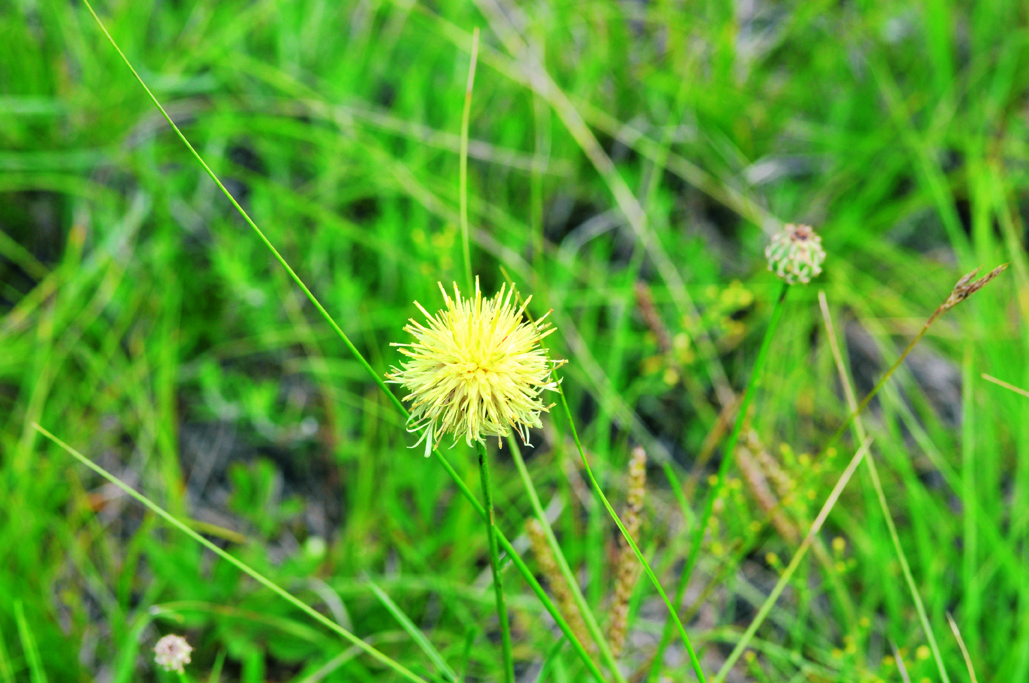 Fiordaliso giallo-roseo (Centaurea dichroanta)