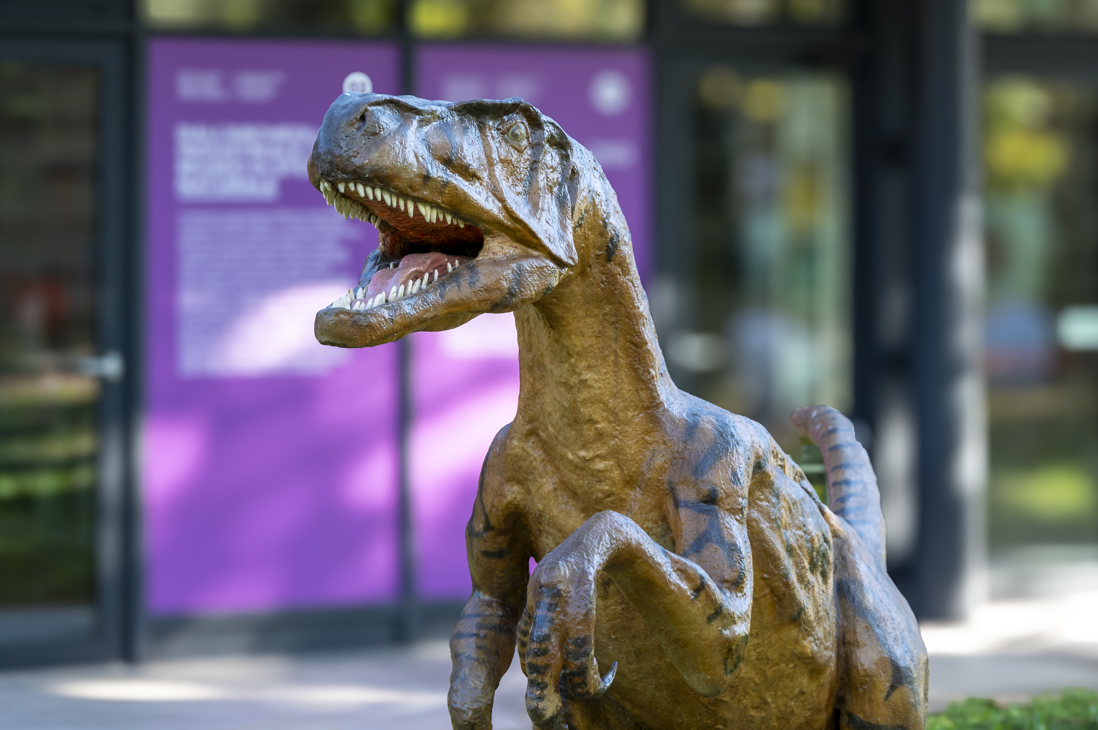Immagine del modello in resina di Deinonychus sp. (Foto di L. Laureati)