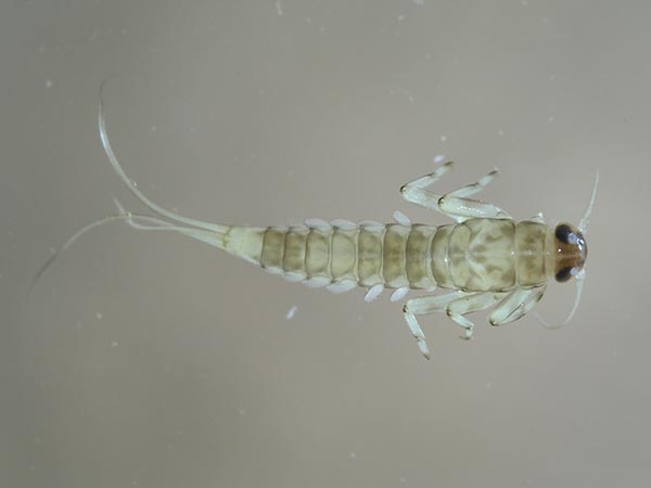 Acqua al microscopio