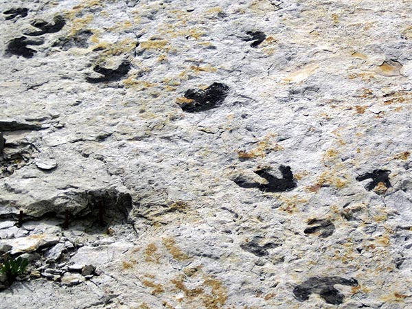 Quanto erano grandi i dinosauri?