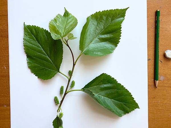 Dipingere la natura
