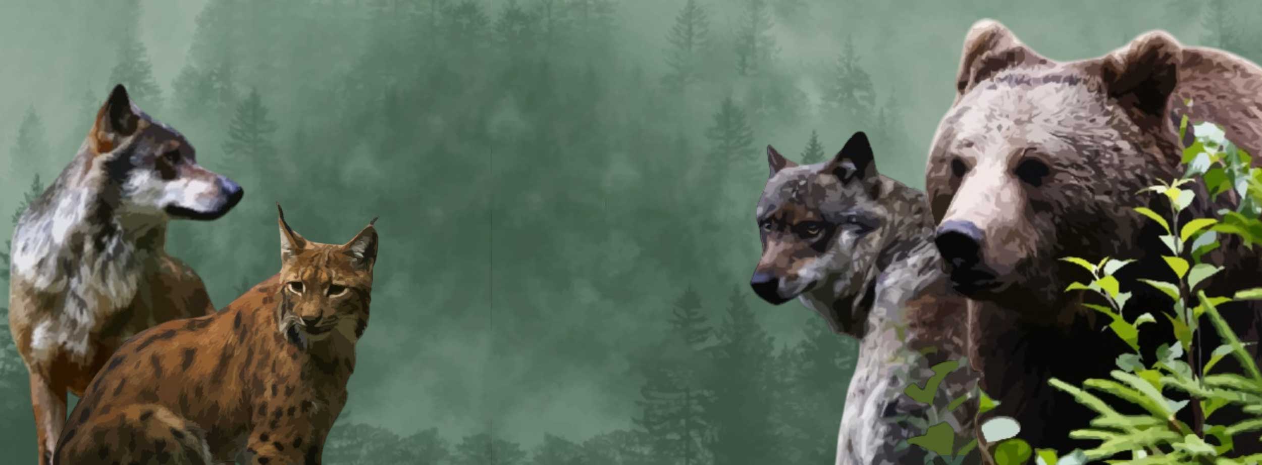 Locandina CONVIVERE CON I GRANDI CARNIVORI UNA REALTA POSSIBILE? CONFERENZA 5 NOVEMBRE ORE 18:30