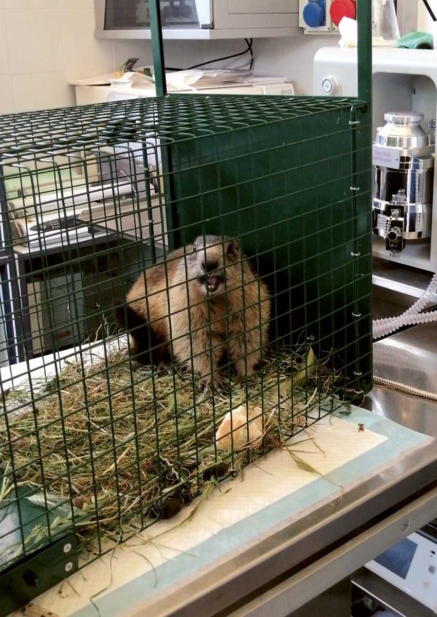 Marmotta ricoverata nel Centro per il Recupero della Fauna Selvatica dell’Università di Udine. Foto L. Dorigo