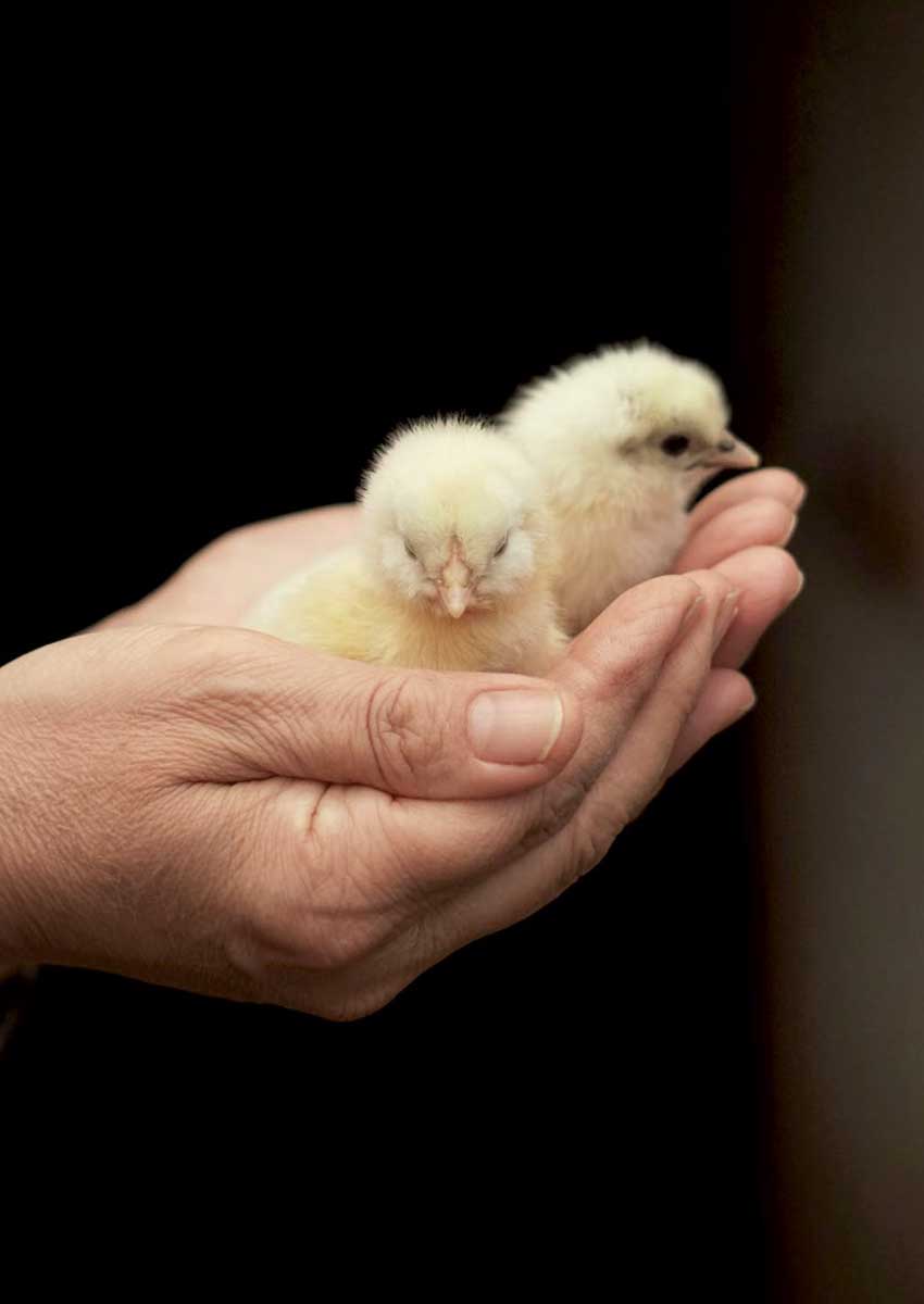 Pulcini. Foto di Duygu Güngör