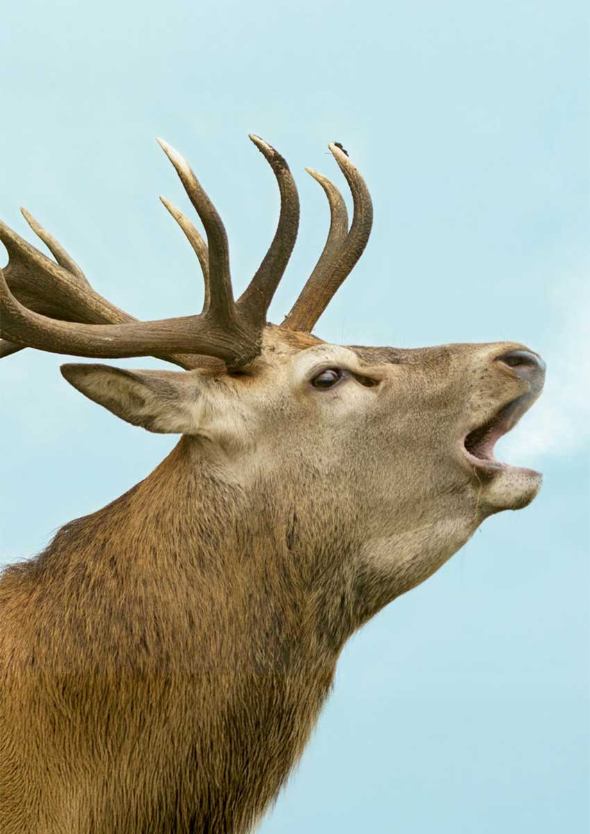 Cervo che bramisce. Foto di Amee Fairbank-Brown