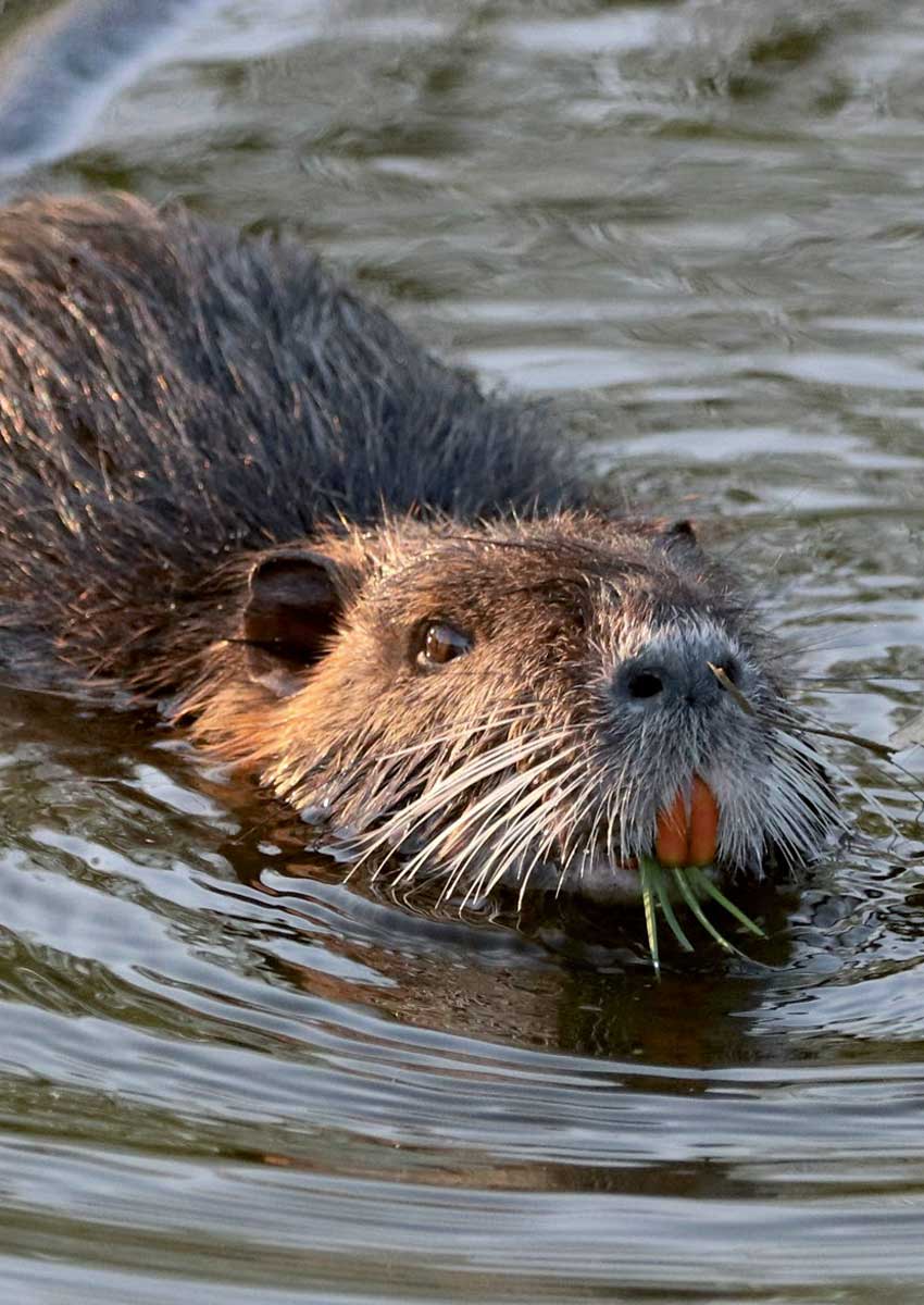 Nutria. Foto di Šárka Krňávková