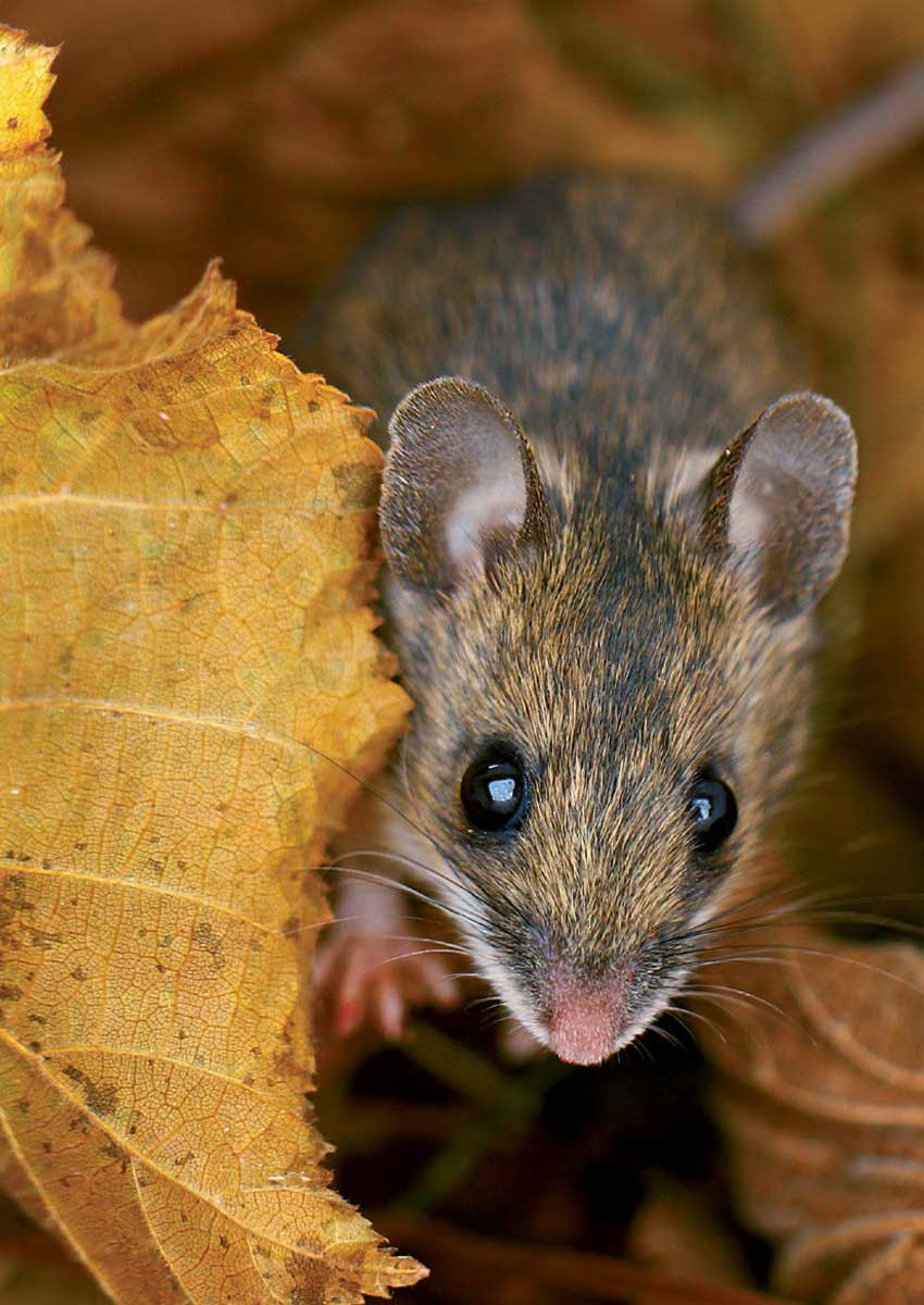 Topo selvatico in mezzo a foglie autunnali. Foto di L. Dorigo