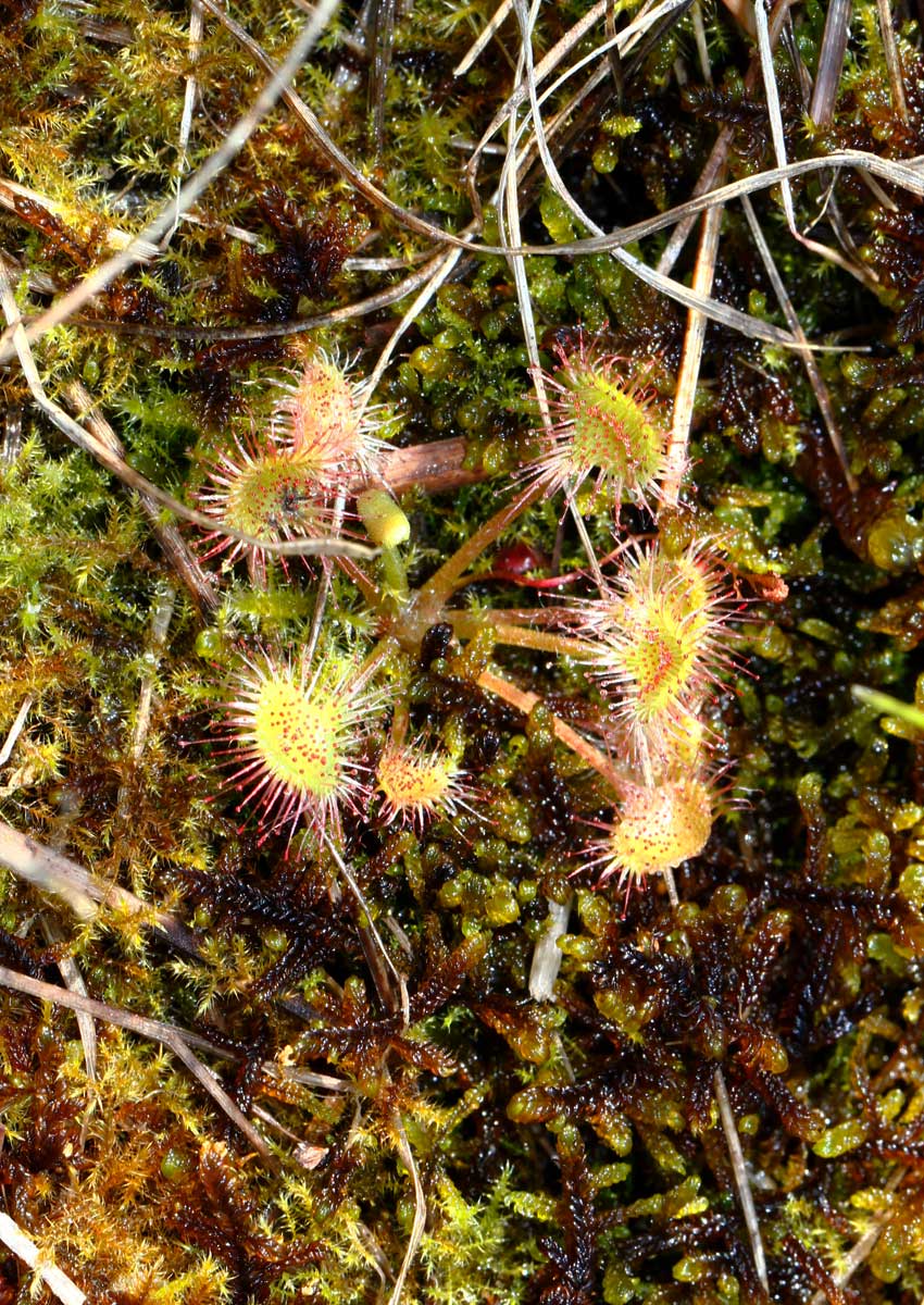 Rosolida, pianta carnivora presente in torbiere e paludi. Foto L. Dorigo