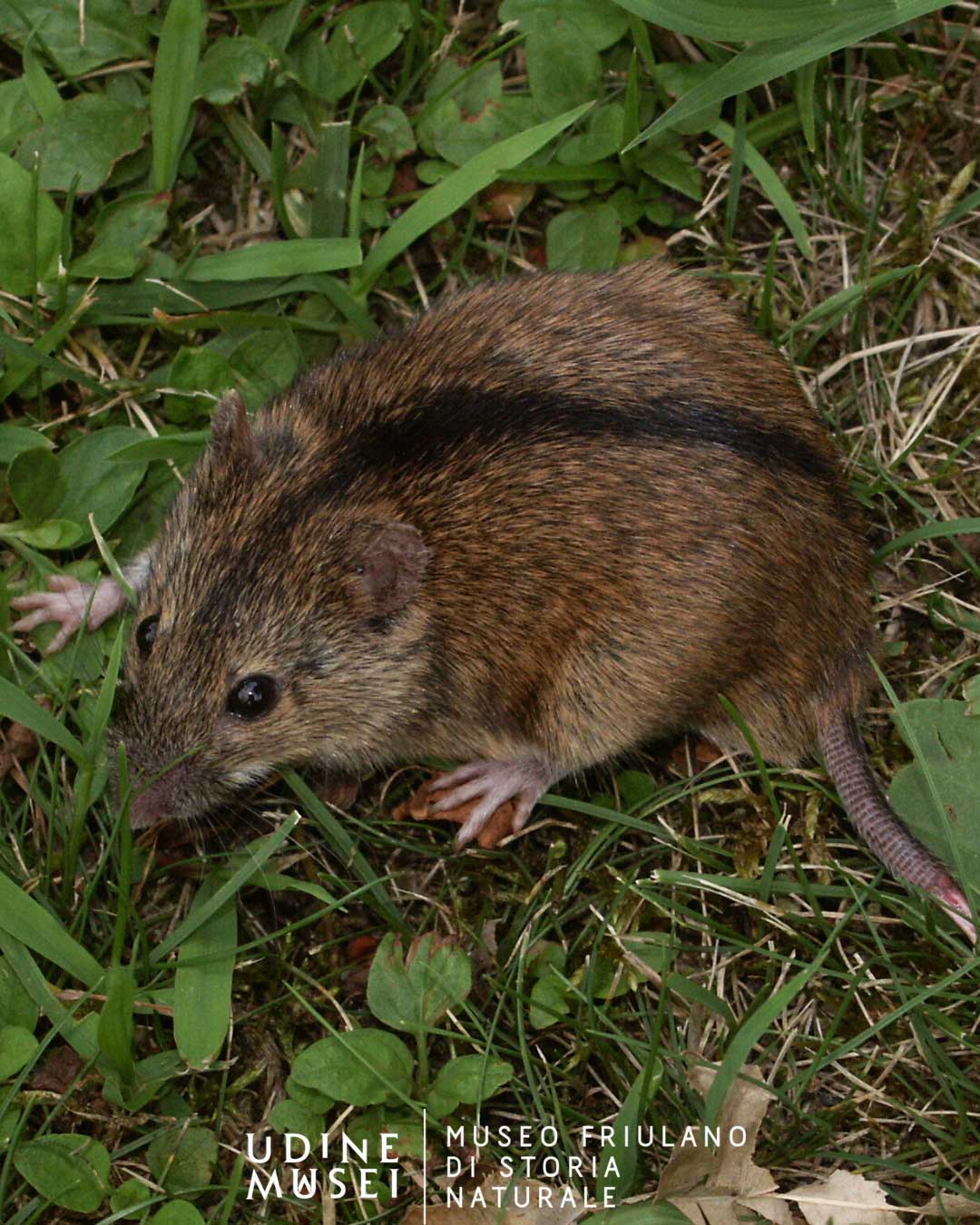 Esploratori di natura