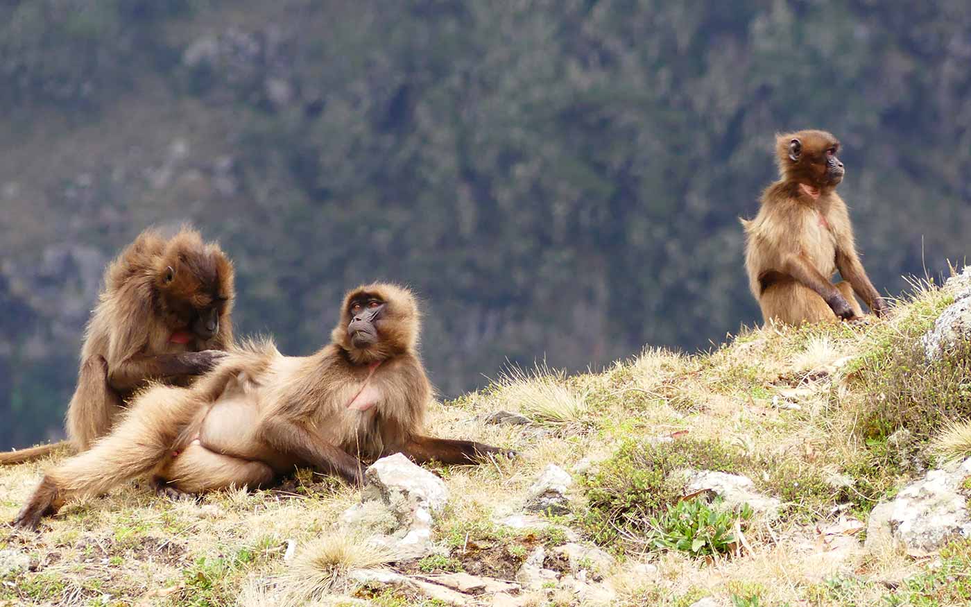 Gelada. Foto di Elisabetta Palagi