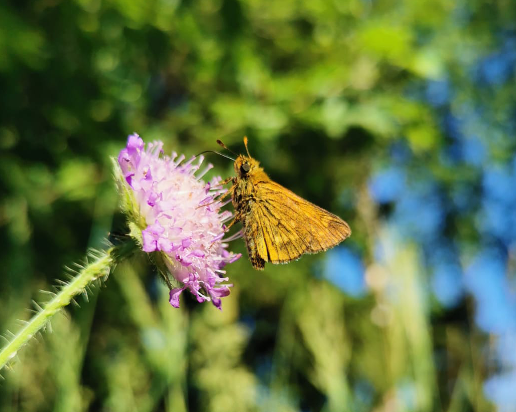 In primo piano si può osservare parte dell’aiuola con piante aromatiche accanto al cartello tematico;
                          sullo sfondo si vedono tre arnie in legno di differenti colori (arancio, blu, giallo)