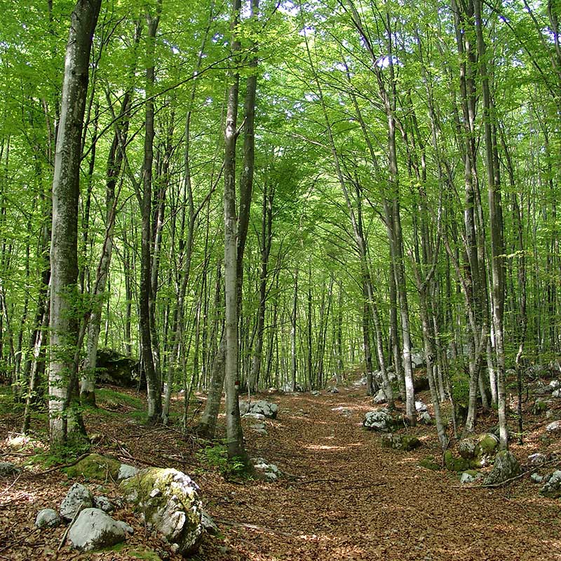 Photo credits: Marco Di Lenardo