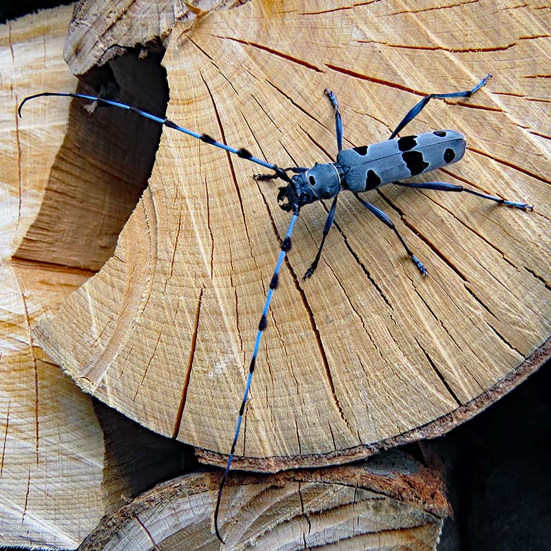 Photo credits: Parco Prealpi Giulie