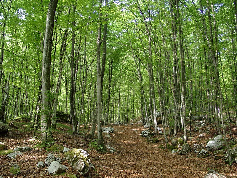 Faggeta nel Parco Naturale delle Prealpi Giulie. Foto Marco Di Lenardo