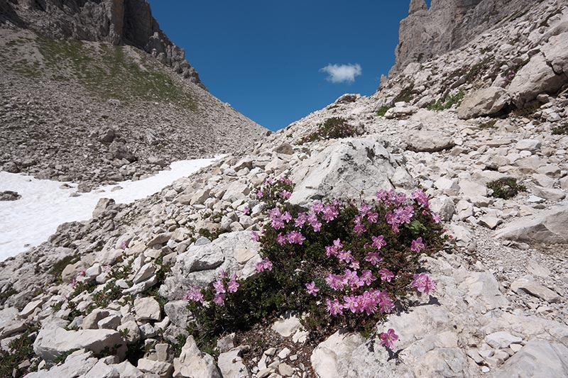 Rododendro cistino (Rhodothamnus chamaecistus). Foto Ivo Pecile