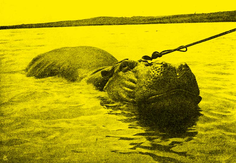 L'ippopotamo, da Zammarano 1922