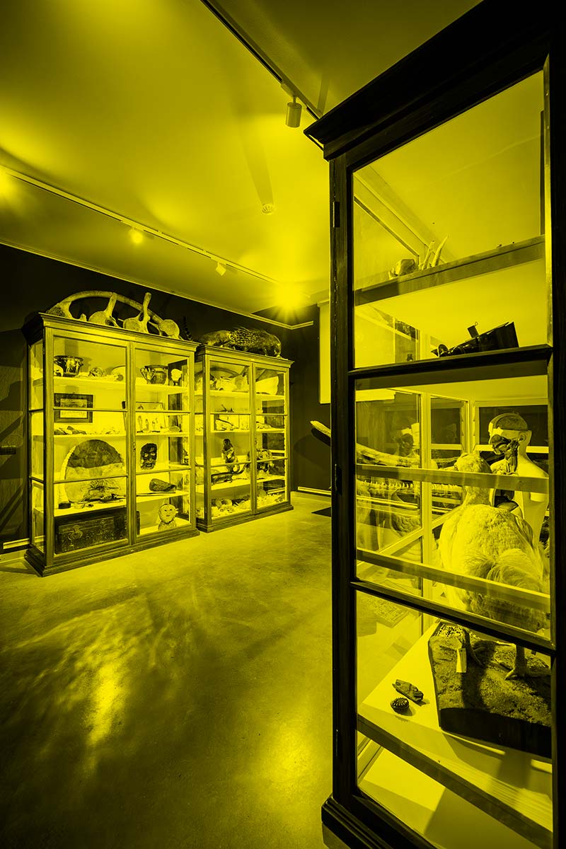 Stanza delle meraviglie, Museo Friulano di Storia Naturale