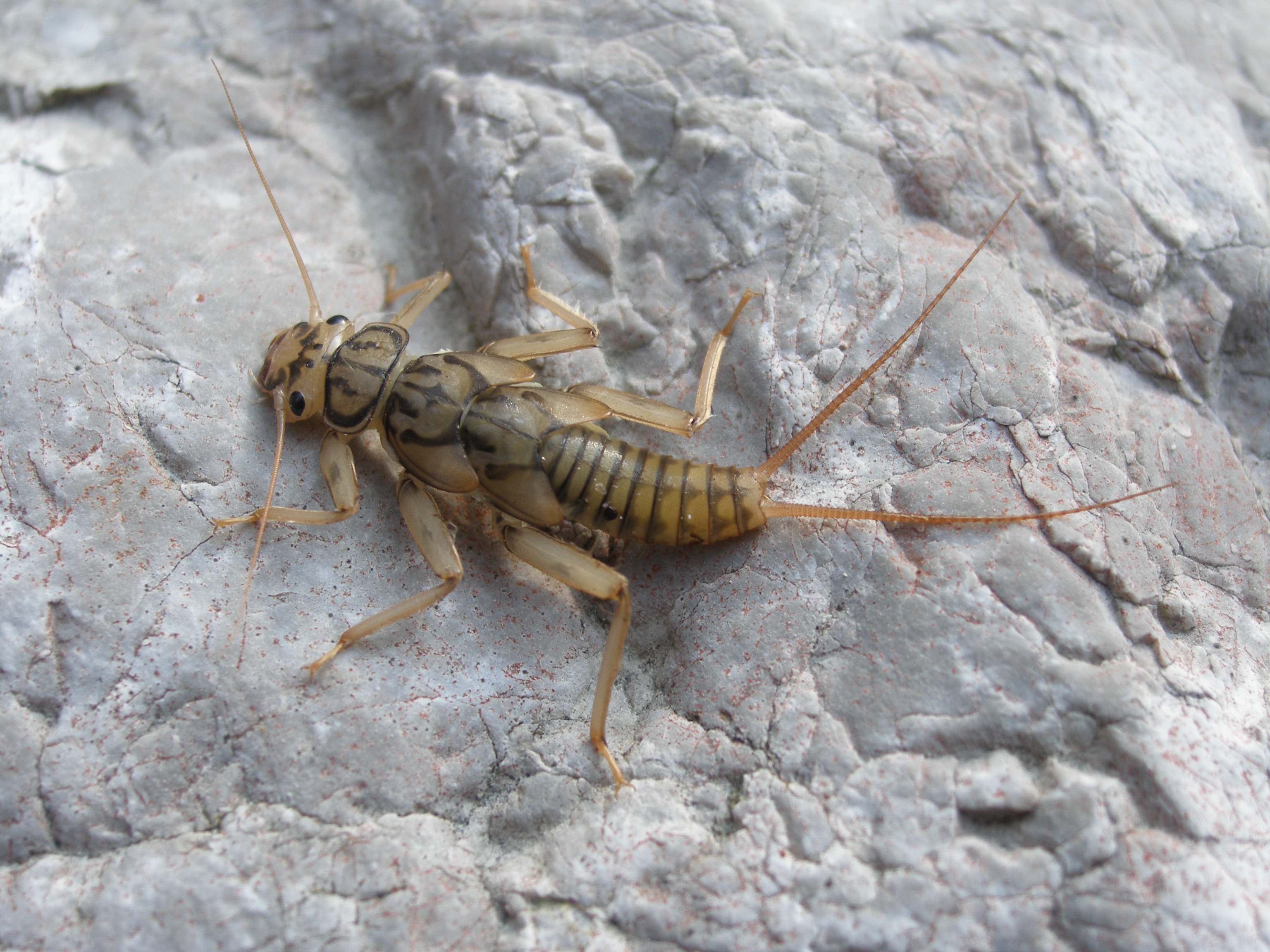 Perla marginata, ninfa. Rio Bianco, Uccea (Resia, Ud).