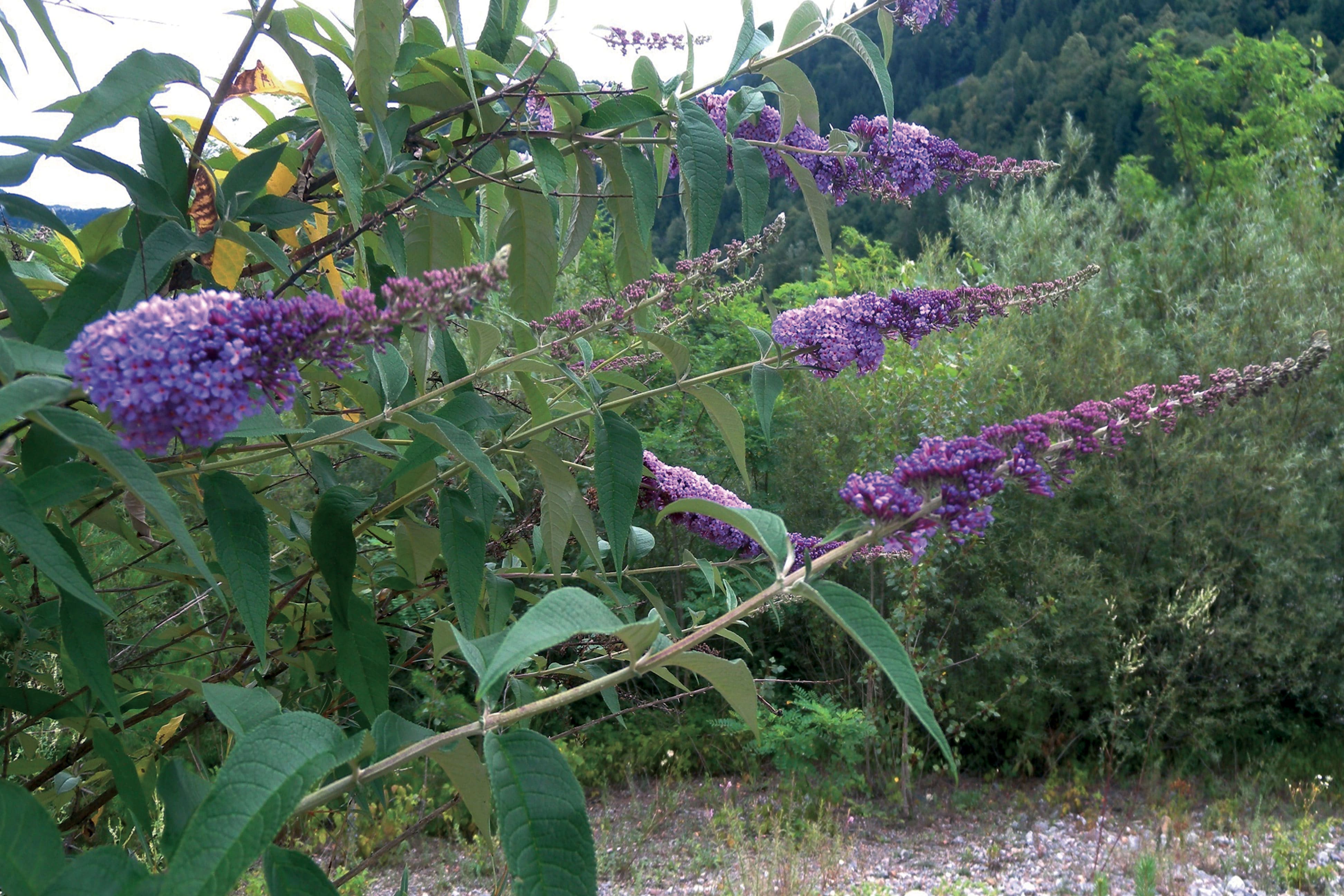 Buddleja davidii greto but zuglio