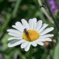 Gli impollinatori: un viaggio tra api e altri insetti nel giardino del Museo